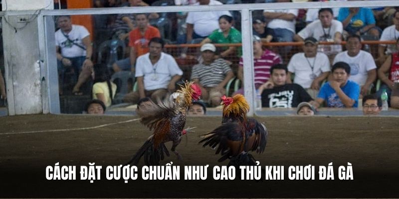 cach-dat-cuoc-chuan-nhu-cao-thu-khi-choi-da-ga