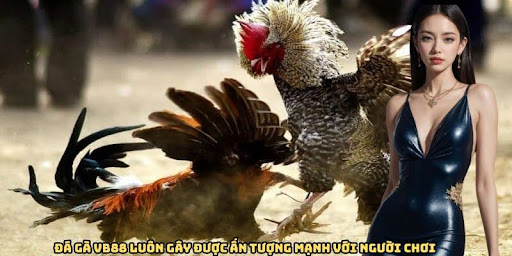 da-ga-vb88-gay-duoc-an-tuong-manh-voi-nguoi-choi