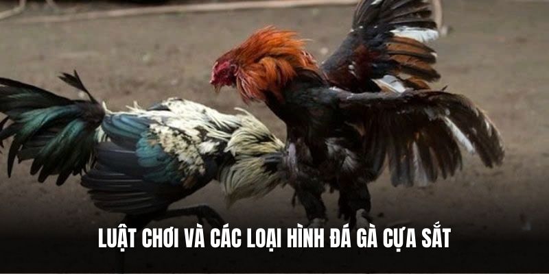 luat-choi-va-cac-loai-hinh-da-ga-cua-sat