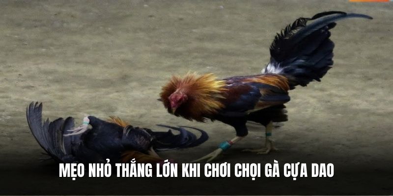 meo-nho-thang-lon-khi-choi-choi-ga-cua-dao