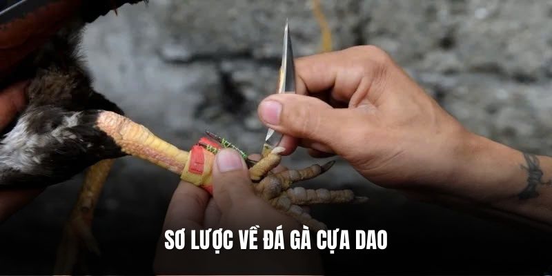 so-luoc-ve-da-ga-cua-dao