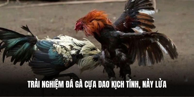 trai-nghiem-da-ga-cua-daokich-tinh-nay-lua