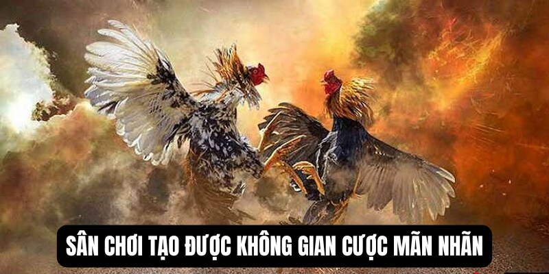 da-ga-my-gioi-thieu