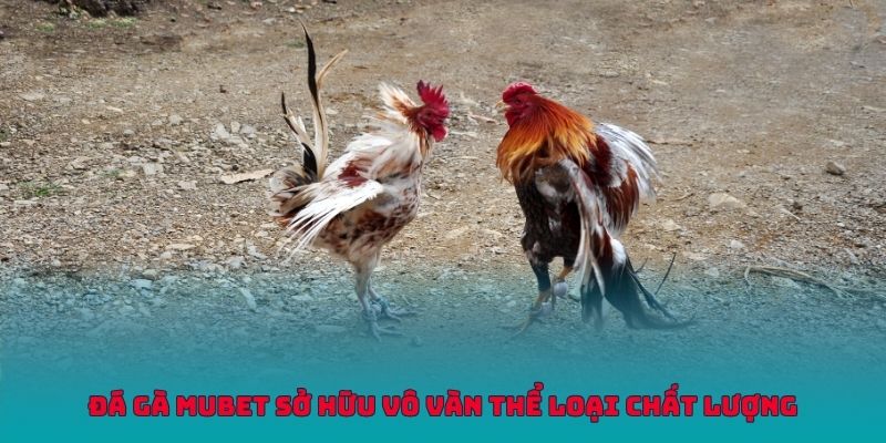 da-ga-mubet-vo-van-the-loai-chat-luong